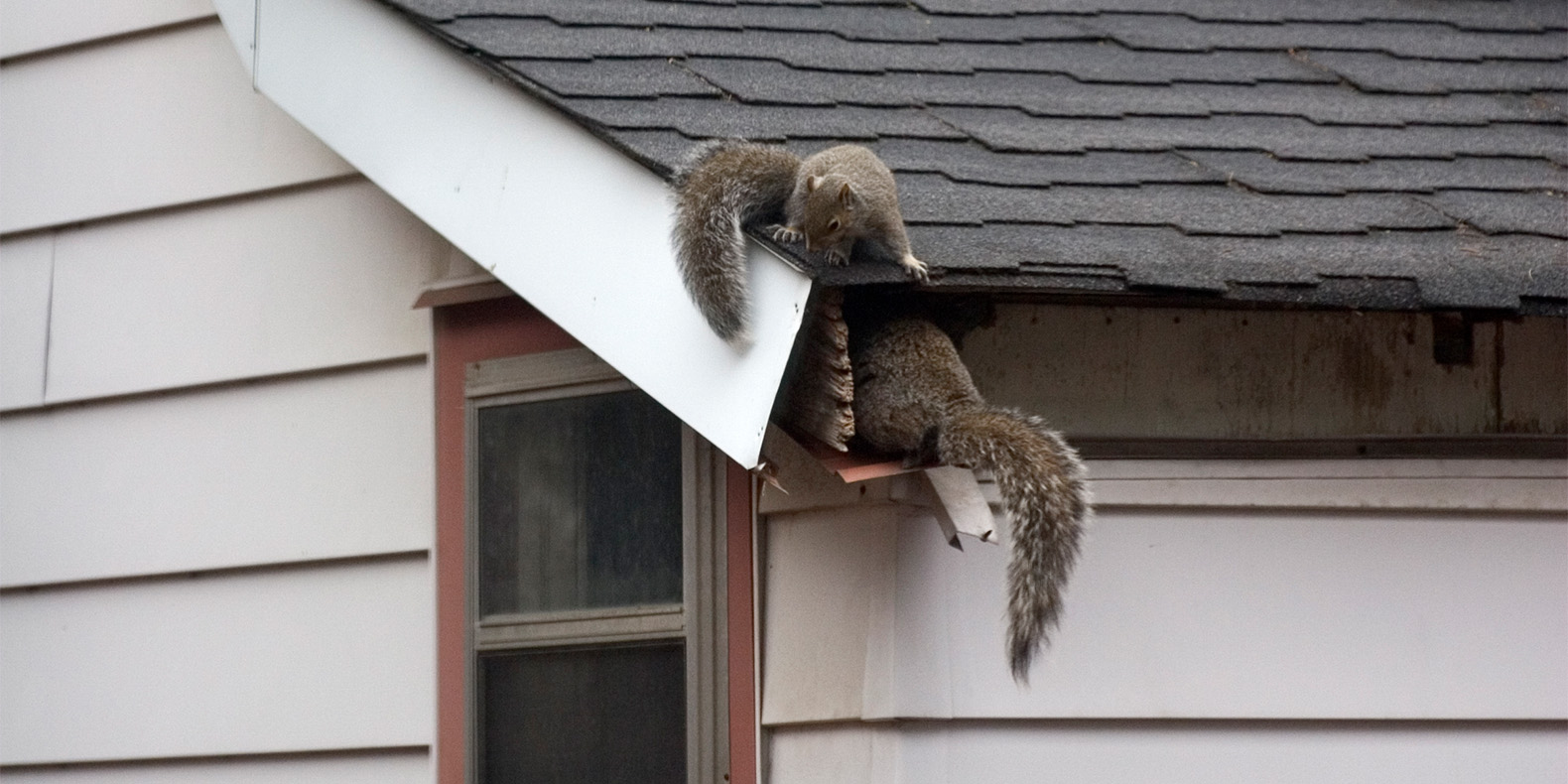 How to Prevent Squirrels and Other Rodents from Entering Your Home